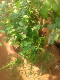 Close-up of fresh green plants