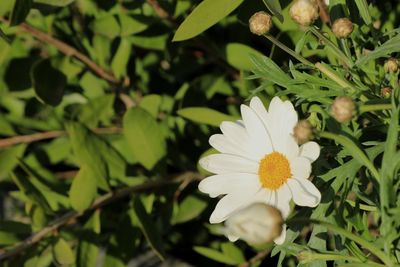 Close-up of white flower blooming outdoors