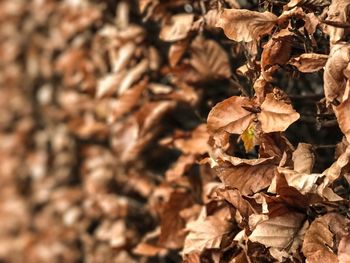 Full frame shot of leaves