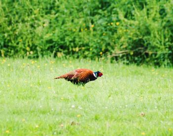 Side view of a bird on land