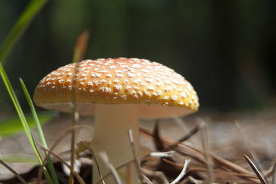 Close-up of mushroom on sunny day