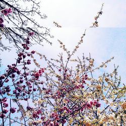 Low angle view of tree against sky