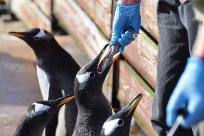 Cropped image of man feeding fish to penguin