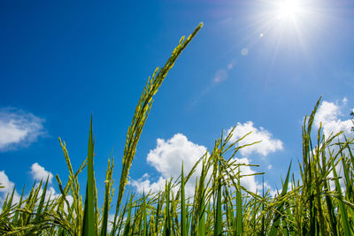 Low angle view of stalks against sky