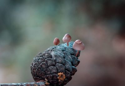 Close-up of hand holding fruit