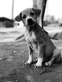Portrait of dog sitting outdoors