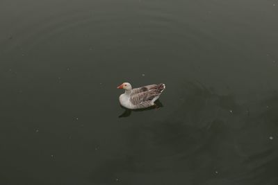 High angle view of duck swimming in lake