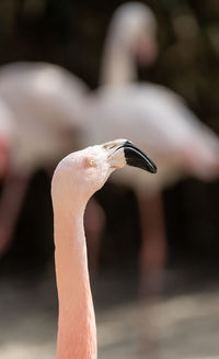 View of the neck and head of a flamingo, scientific name phoenicopteridae,