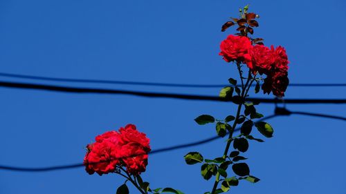 Close-up of red flowering plant against clear sky