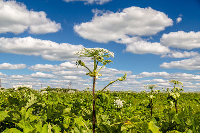 field