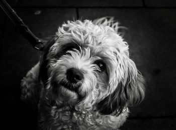 Close-up portrait of a dog