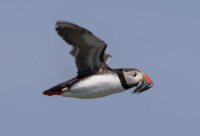 Low angle view of puffin flying against clear sky