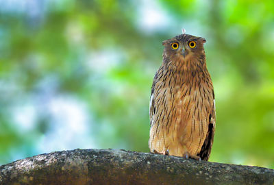 Close-up of owl perching on wood