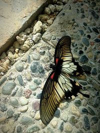 High angle view of butterfly on rock