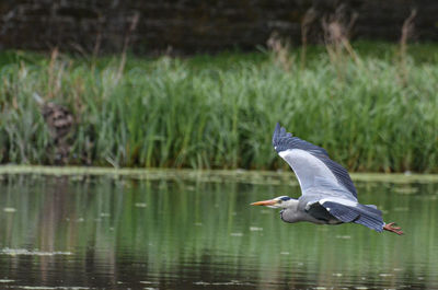 View of a heron flying over lake