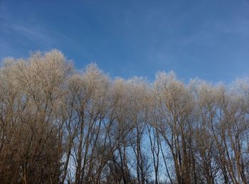 Low angle view of trees against blue sky