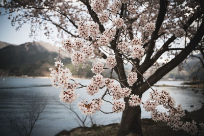 Cherry blossoms in spring