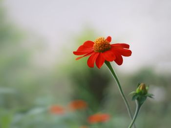 Close-up of red flowering plant