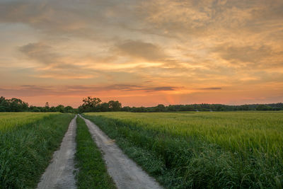 Dirt road through green fields, horizon and colorful clouds after sunset