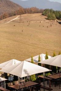 Top view of yellow field