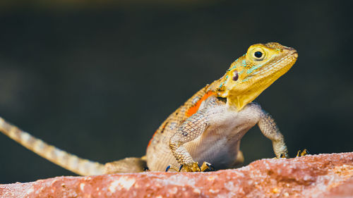 Close-up of a lizard