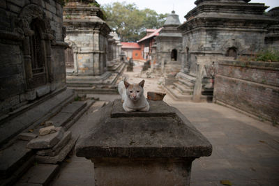 Cat in a temple