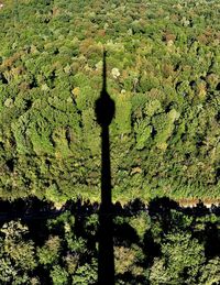 Shadow of tree on grass