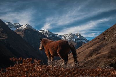 Horse standing on field by mountain against sky