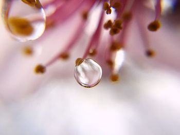 Close-up of drop on leaf