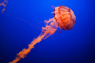 Close-up of jellyfish in sea