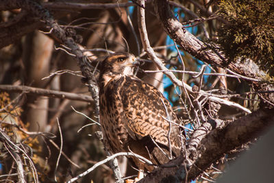 Close-up of owl perching on branch in forest