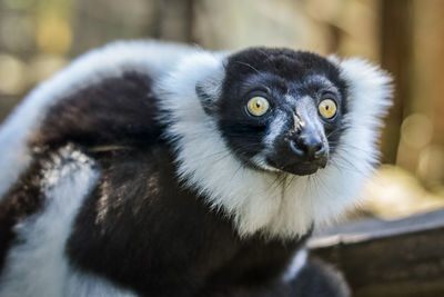 Close-up portrait of owl