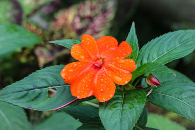 Close-up of orange flower blooming outdoors