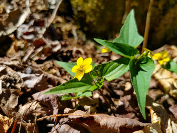 Close-up of yellow flowering plant on field