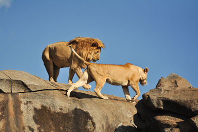 Low angle view of animal on rock against clear sky