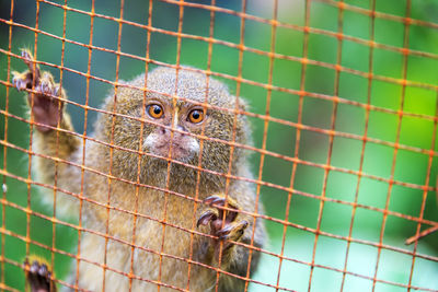 Close-up of monkey in cage