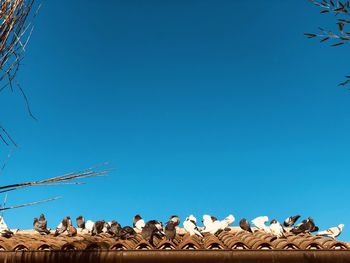 Low angle view of birds perching on cable against sky