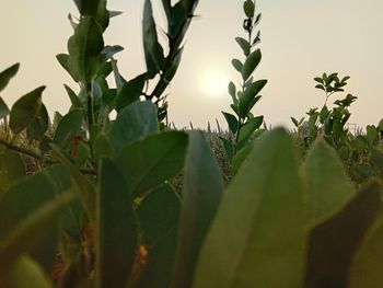 Close-up of plants against clear sky