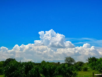 Low angle view of trees against blue sky