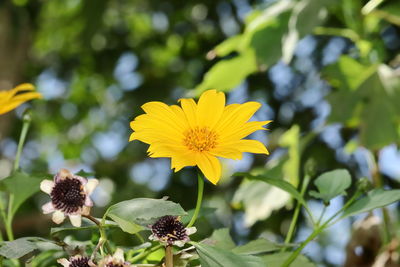 Close-up of yellow flowering plant