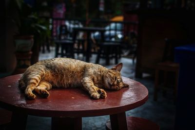 Cat sleeping on table