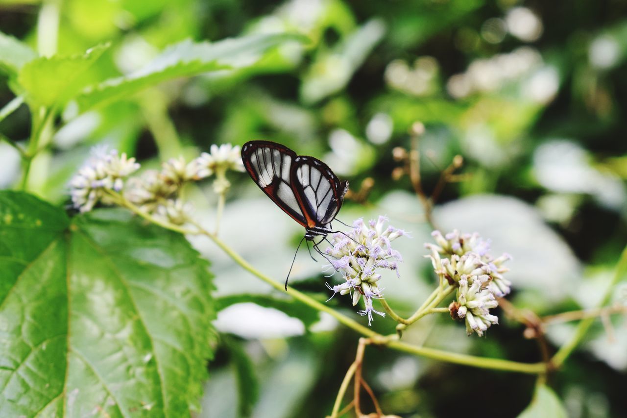 insect, one animal, animals in the wild, animal themes, butterfly - insect, nature, leaf, animal wildlife, day, butterfly, outdoors, plant, no people, fragility, focus on foreground, close-up, growth, beauty in nature, flower, pollination, spread wings, freshness, flower head