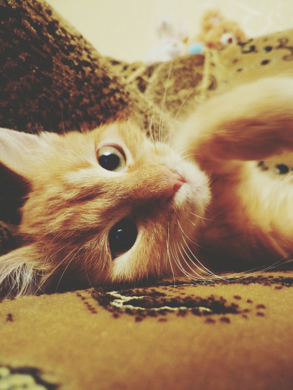 animal themes, one animal, close-up, indoors, animal head, domestic animals, pets, whisker, portrait, mammal, domestic cat, animal eye, selective focus, focus on foreground, animal body part, looking at camera, feline, cat, wildlife, animals in the wild