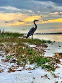 Sunset with blue heron bird 