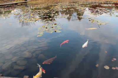 High angle view of koi fish in lake