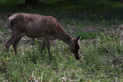 Deer grazing on field