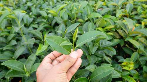 Cropped image of person holding leaves