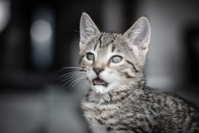 Close-up portrait of a cat