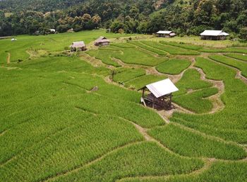 High angle view of agricultural field