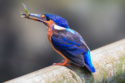 Close-up of bird perching on branch